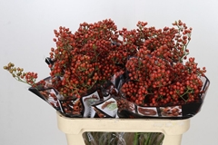 Rosa Autumn Rosefruits 80cm