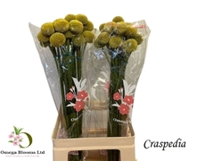 Craspedia Paintball Pop 60cm