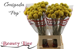 Craspedia Paintball Pop 65cm