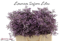 Limonium Safora Lilac 50cm 15gr.