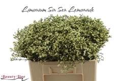 Limonium Sinense Sensy Lemonade 60cm 10gr.