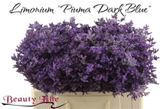 Limonium Piuma Dark Blue 50cm 15gr.