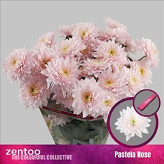 Chrysanth Spray Pastela Rose 70cm 80gr.
