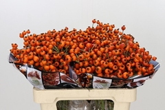 Rosa Hiphop Sunset 55cm