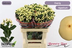 Hypericum Brisk Vanilla 60cm