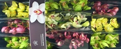 Cymbidium Mix 60cm