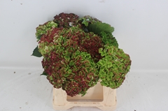 Hydrangea Revolution Classic 40cm 10-12cm Hd