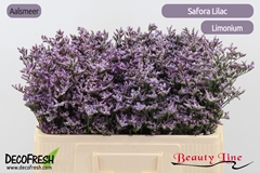 Limonium Safora Lilac 50cm 15gr.