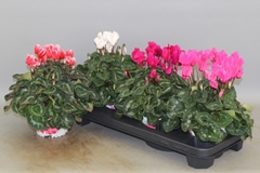 Cyclamen Super Serie Xl 13Ø 30cm
