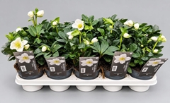 Helleborus Christmas Carol 12Ø 23cm