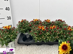 Chrysanthemum Podium Red Bicolor 12Ø 23cm