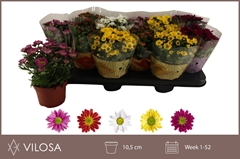 Chrysanth Swifty Mix 10Ø 18cm