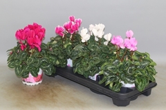 Cyclamen Super Serie Xl 13Ø 30cm