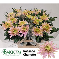 Chrysanth Single Rossano Charlotte 80cm 120gr.
