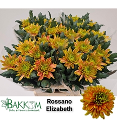 Chrysanth Single Rossano Elizabeth 80cm 115gr.