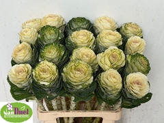 Brassica White Crane 65cm