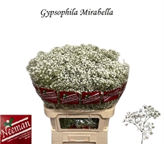 Gypsophila Paniculata Mirabella 80cm 40gr.