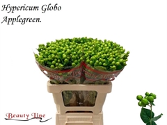 Hypericum Globo Applegreen 60cm