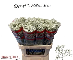 Gypsophila Paniculata Million Stars 80cm 15gr.