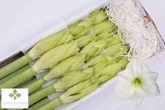 Hippeastrum Casablanca 75cm