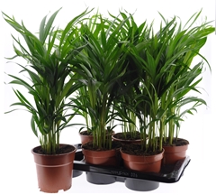 Dypsis Lutescens 17Ø 65cm