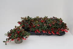 Gaultheria Big Berry 12Ø 25cm