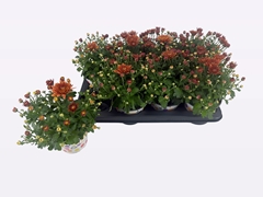 Chrysanth Homerun Orange 14Ø 25cm