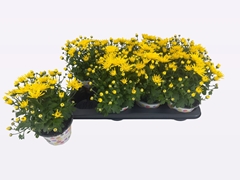 Chrysanth Homerun Yellow 14Ø 24cm