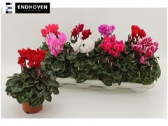 Cyclamen Super Serie Allure 10Ø 21cm