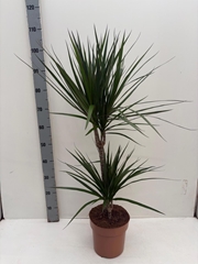 Dracaena 21Ø 100cm