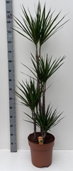 Dracaena 27Ø 150cm
