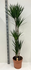 Dracaena 30Ø 180cm
