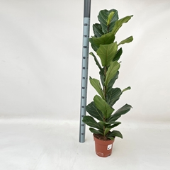 Ficus Lyrata 21Ø 130cm