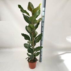 Ficus Benghalensis Joy 21Ø 130cm