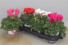 Cyclamen Super Serie Xl 13Ø 30cm