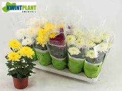 Chrysanth Zembla Mix 12Ø 28cm