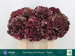 Hydrangea Dark Ruby Classic 35cm 12-14cm Hd