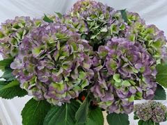 Hydrangea Verena Classic 80cm 18-20cm Hd