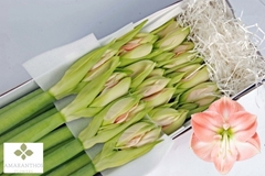 Hippeastrum Darling 75cm