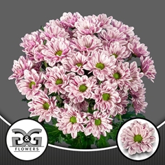 Chrysanth Spray Festival 70cm 95gr.