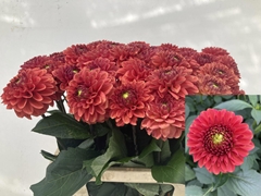 Dahlia Orange Fox 60cm