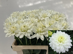 Dahlia Karma Maarten Zwaan 60cm