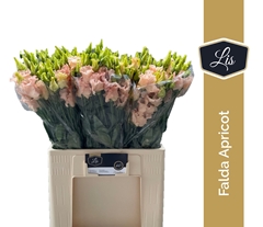 Eustoma Single Falda Apricot 60cm