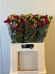 Eustoma Double Arosa Red 60cm