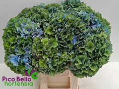 Hydrangea Royal Parade Classic 60cm 18-20cm Hd