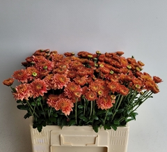 Chrysanth Spray Blenda Salmon 55cm 55gr.