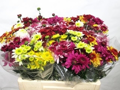 Chrysanth Spray Mix 55cm 60gr.