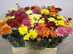 Chrysanth Spray Gompie Mix 60cm 70gr.