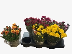 Chrysanth Double Mix 15Ø 30cm