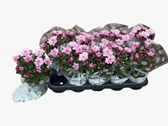 Chrysanth Mount Ventoux 12Ø 23cm